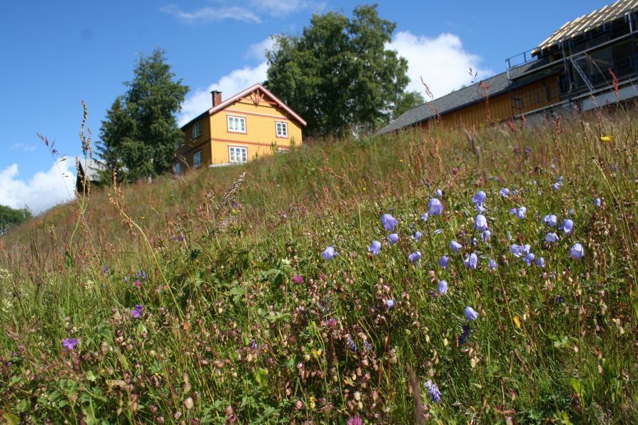 Bilder fra lokalitet Søre Bakke, nordøst: Figur 4.