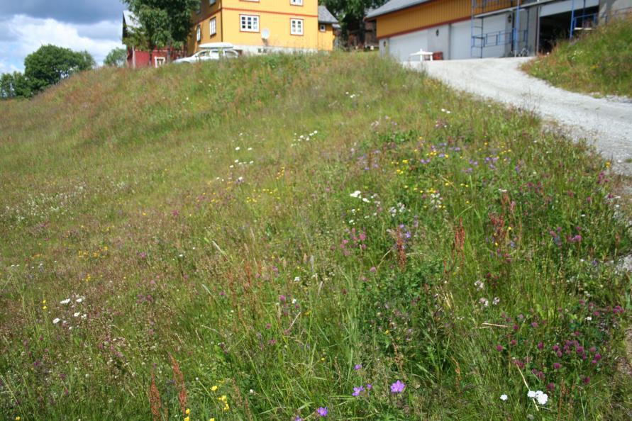 enga med bl.a. blåklokke, småengkall, fuglevikke,