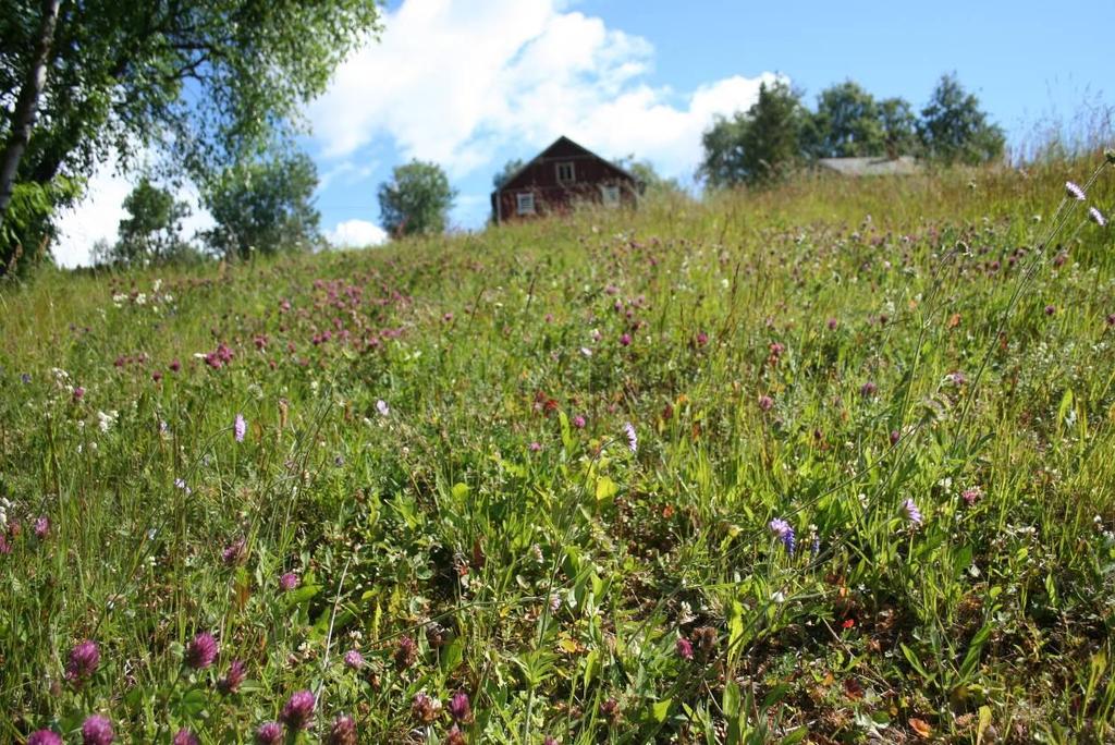 Bilder fra Søre Bakke utenfor avgrensede lokaliteter: Det forekommer en rekke verdifulle biotoper og srtsrike områder også utenfor de