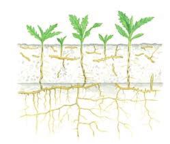 Figur 4 Skumfjøla er ikke så effektiv til å begrave de grønne plantedelene, spesielt på stiv jord. Uegnet til pløying av eng.