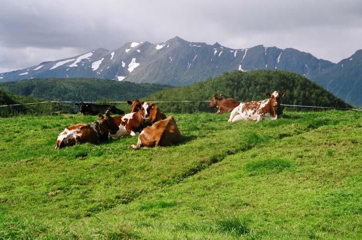 Kyr på beite i Kvæfjord, Foto: TINE Mediebank, 10.