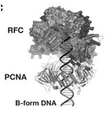 Antigen - prosessivitetsfaktor for polymerasen) binder RFC, og lastes på DNA-tråden Polymerase / binder til PCNA og DNA-syntesen starter.