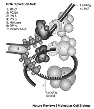 Modell av eukaryot replikasjonsgaffel Basert på studier av replikasjonsgaffelen i bakterier, og lignende forsøk i gjær og mammalske celler, har en kommet frem til en modell av replikasjonsgaffelen