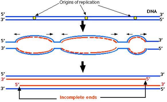 19 Hva skjer ved enden av kromosomene? Når replikasjonsgaffelen når enden av et kromosom (telomer-regionen), vil ikke den ytterste 3 -enden kunne kopieres, da DNA-polymerasen ikke har en primer her.
