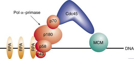 13 Lagging strand danner en loop for å orientere trådene i samme retning Replisom = proteinkompleks med DNA-polymerase + andre protein Loopen på lagging strand dannes en gang pr Okazakifragment 14