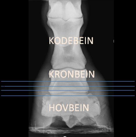 VEDLEGG TIL PUNKT LIDELSER SOM DISKVALIFISERER FRA KÅRING/PREMIERING. Draktbruskforbeining. Kronbein Hovbein Fig. Referanselinjer for grader av forkalkning i draktbrusker.