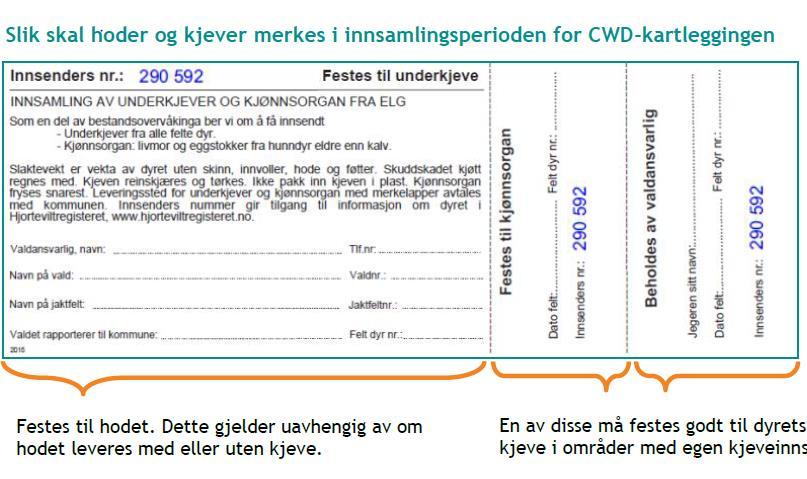 Spesiell kartlegging i Andebu, Re, Larvik og Lardal Kjevelapp festes til hodet som pakkes i plastsekk og lukkes igjen.