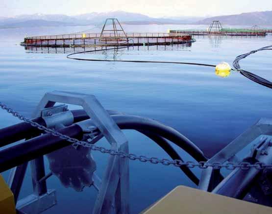 Forskningsutfordringer Nye fôrressurser Knappheten på fiskemel og -olje gjør det nødvendig å finne andre fôrråvarer. Alternativene er bl.a. planter fra landjorda og nye marine ressurser, som krill og annet plankton.