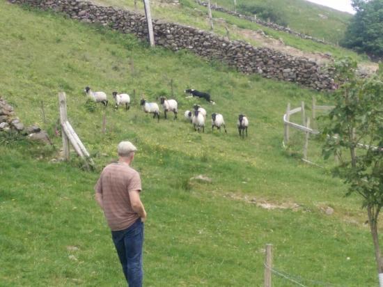 Nonnene som har bodd her siden 1920 har en lang historie tilbake til år 340. Vi stopper for lunsj (ikke inkl.) og fortsetter til Joyce`s Country Sheep Dog farm.