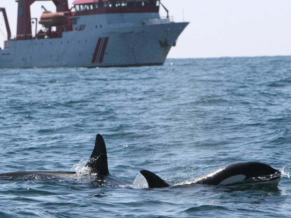 Innhold Sonar v seismikk Prosjektet Sonar og havmiljø -Bakgrunn