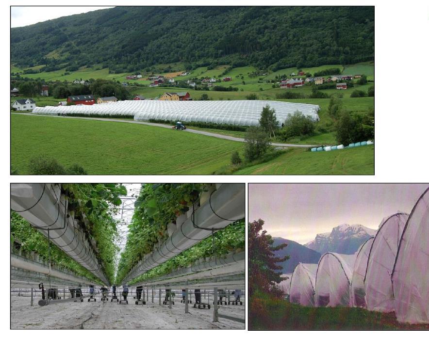 Growing Strawberries in Norway Production of strawberry i regulated climate (greenhouse / poly-tunnel) in Rogaland