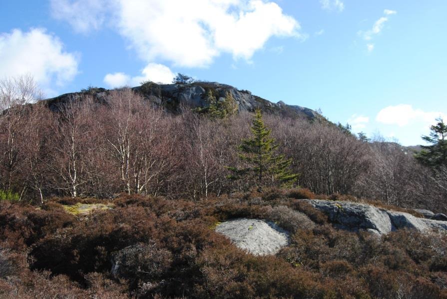 Vegetasjon Vegetasjonen i området er bjørk- og furuskog med mye røsslyng i bunnsjikt, litt myr på nedre nivå samt noe fjell i dagen. Boniteten er lav på grunn av tynt jordsmonn.