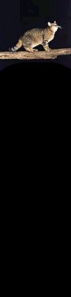 Tanslasjon: Bevegelsesmengde (linea momentum): p = m v N2-tans: F = dp/dt Stivt legeme (konst.