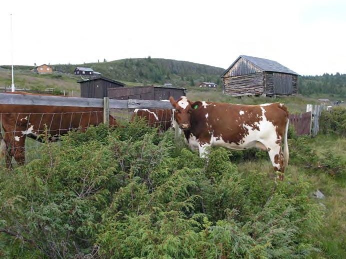 knytt til fjellbygdene Folkemusikk,