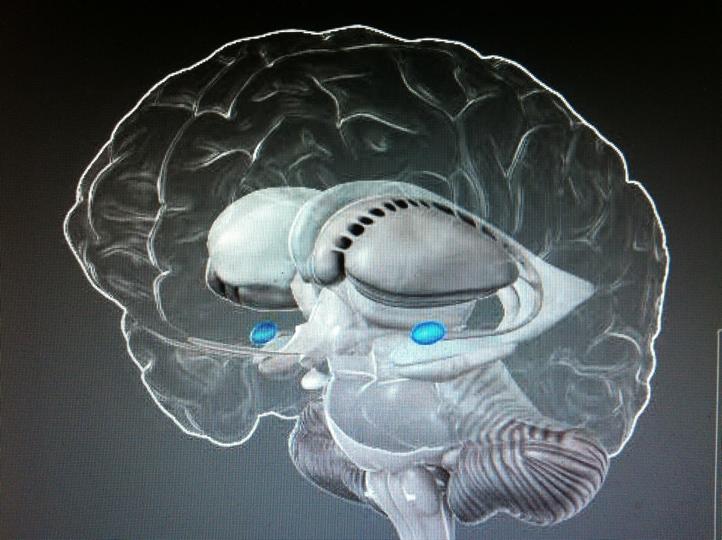 delene av hjernen har.