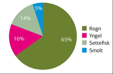 Omfang av dagens kultivering 2005-2009: satt ut i gjennomsnitt 8 millioner fisk/rogn årlig i norske vassdrag Rogn 65 % Yngel 16 % Settefisk 14 % Smolt 5 % Deles inn i