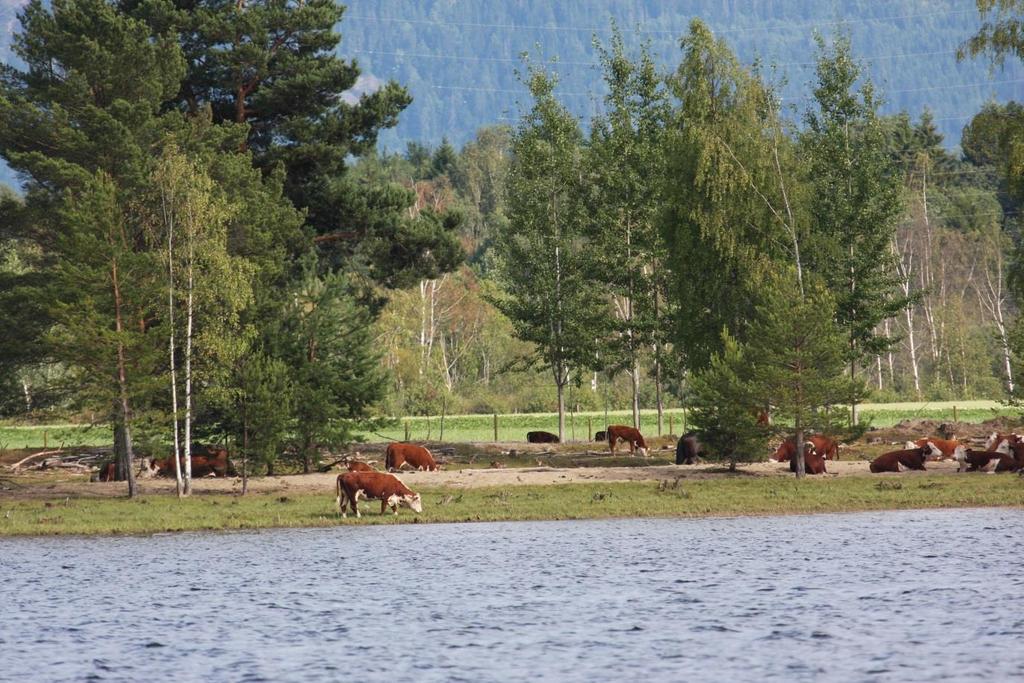 Restaurering og nydanning av våtmark Sikring? Forvaltning?