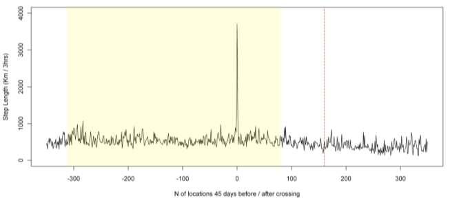 days before/after crossing NET DISPLACEMENT Road crossing 25 km in 40 days 25