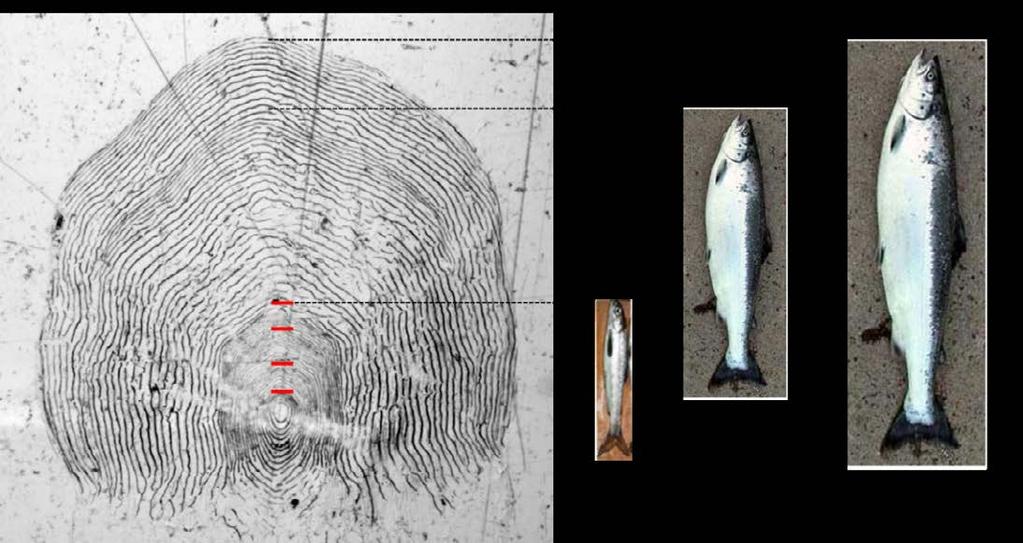 Figur 5. Eksempel på aldersbestemmelse av lakseskjell. Skjellet på bildet viser livshistorien for en ensjøvinterlaks (smålaks) som gikk ut som smolt etter fire år i elva (røde streker).