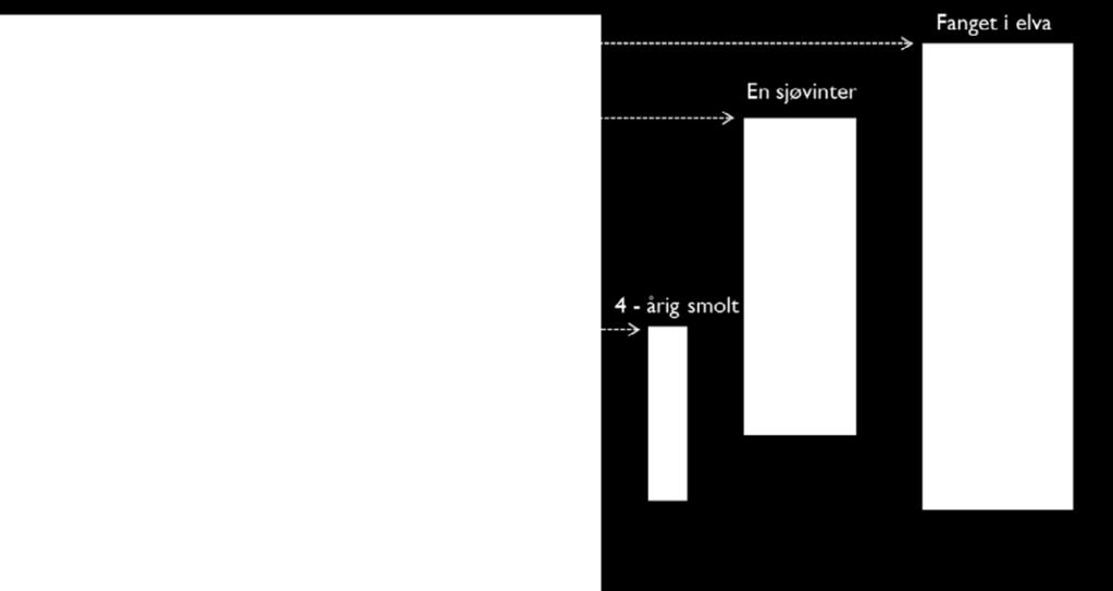 6 Otolitt- og skjellanalyser Alle otolitter og skjellprøver av ungfisk og otolitter av voksen fisk innsamlet i reetableringsprosjektet er analysert ved Veterinærinstituttets laboratorium ved Seksjon