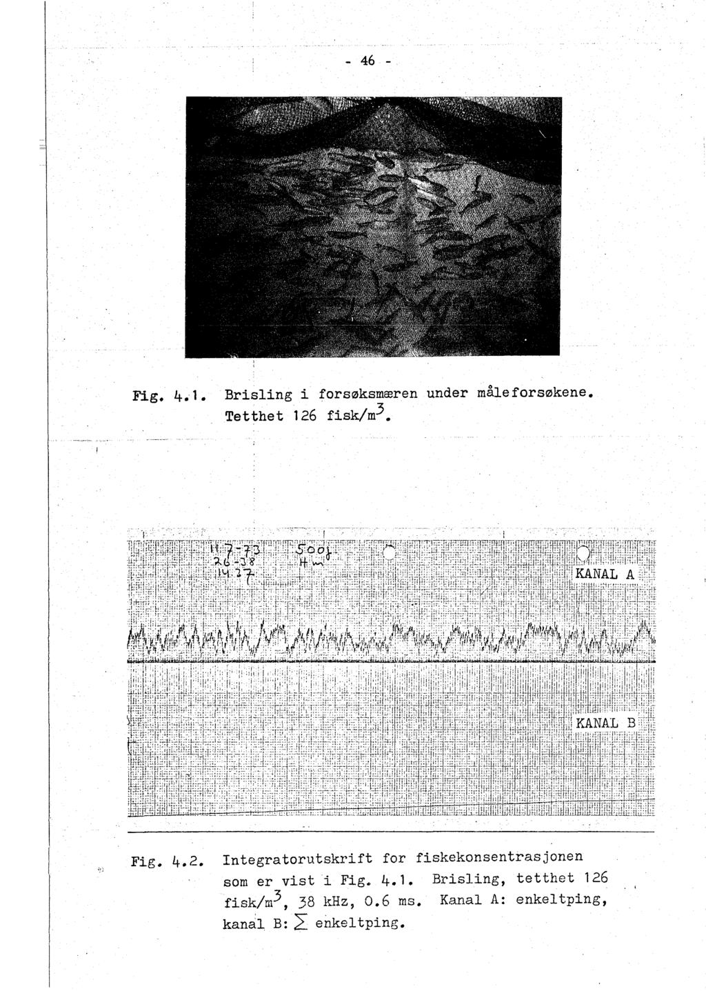 46 Fig. 4.1. Brising i Tetthet 126 forsøksmæren fisk/m3. under måe forsøkene. :J Fig. 4.2. Integratorutskrift for fiskekonsentrasjonen som er vist i Fig.