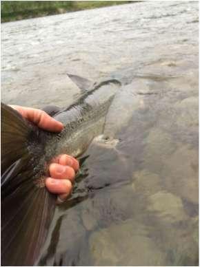 velger å svømme der den gjør. Tidligere forskning har vist at strømningsmønsteret i en elv betyr mye for hvilke svømmeruter fisken tar.