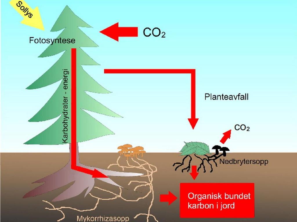 forutsetningene som finnes for plantevekst, klima, arealbruk og forvaltning. (Grønlund, Bjørkelo, Hylen, Tomte, 2010) (Rush, 2012).