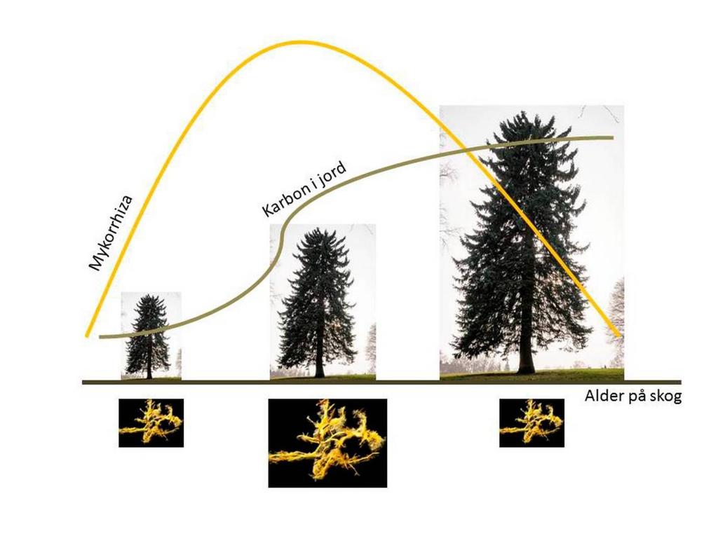 Karbon fra atmosfærisk CO2 lagres dermed relativt direkte i jordsmonnet som byggeklosser for soppmycel, dette har vært kjent i lang tid. Clemmetsen et al.