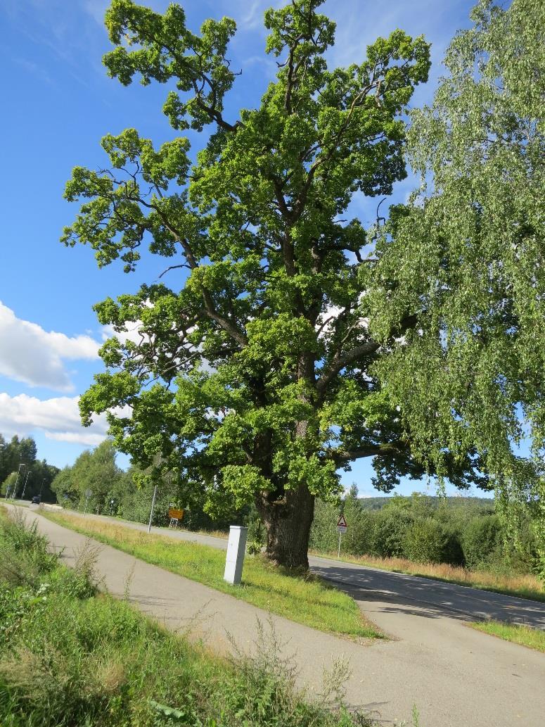 Tørkop - Eik Ikke-prissatte temaer Naturmiljø og