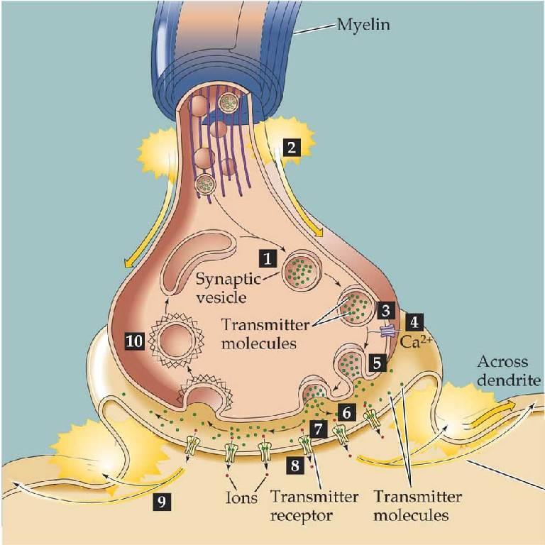 Frigjøring av nevrotransmitter ved synaptiske terminaler 1. Synaptisk vesikkel spesialisert organelle for syntese, lagring og frisetting av transmitter 2.