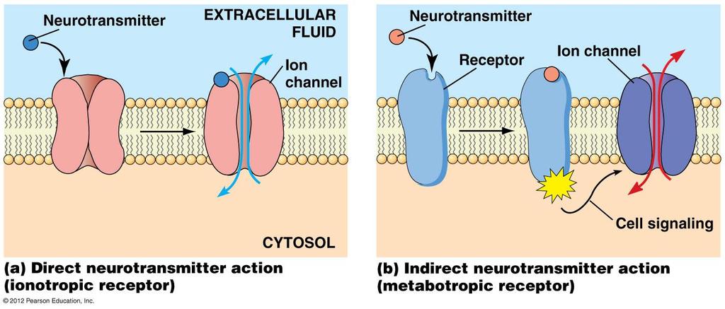 Reseptor-styrte ionekanaler Ionotropiske reseptorer Metabotropiske reseptorer