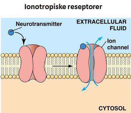 Reseptor-styrte ionekanaler raske direkte NMDA AMPA glutamat Kainat GABA A Glycin serotonin 5-HT 3 nikotinisk nach purin P2X NMDA