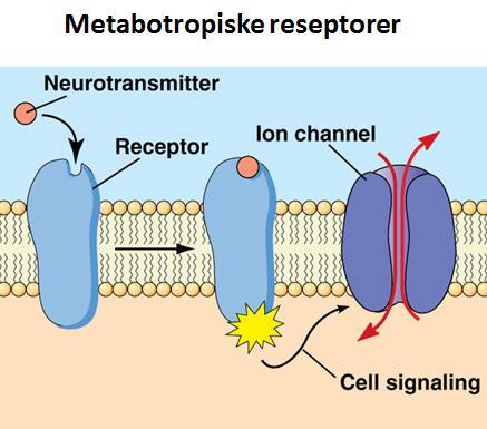 Reseptor-styrte ionekanaler saktere varige indirekte, flere/mange ledd mglu (metabotropisk glutamat