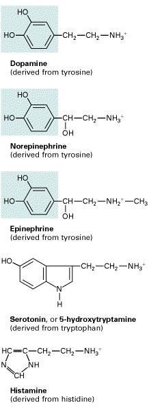 "Små" nevrotransmittere i sentralnervesystemet Aminosyretransmittere glutamat aspartat GABA glycin Puriner som ATP Biogeniske aminer