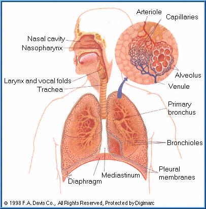 Figur 2. Respirasjonssystemets struktur 1.2.2 Celletyper i lungene Epitelcellelaget i lungene fungerer som en barriere mellom de inhalerte partiklene og kroppen.