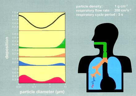 Figur 3. Total og regional deponering av partikler i luftveiene, fra International Comission of Radiological Protection (ICRP) deponeringsmodell for inhalasjon ved hvile.
