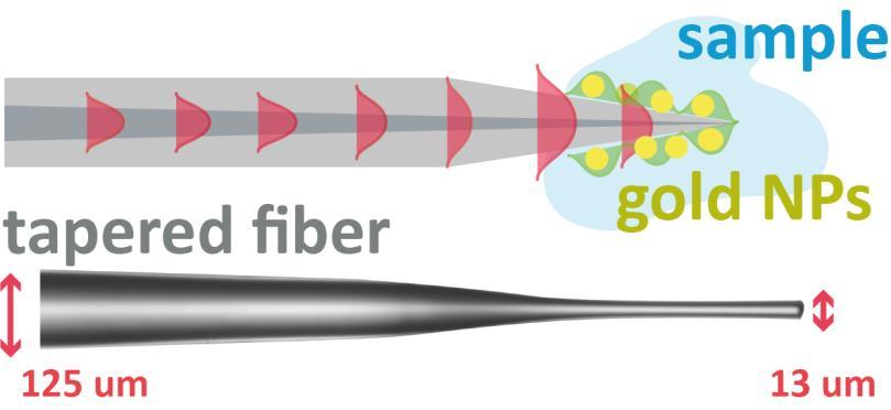 Alternatively, by coating microspheres with a gold layer and sonication of the fiber probe, spheres are removed leaving an array of gold triangular islands.