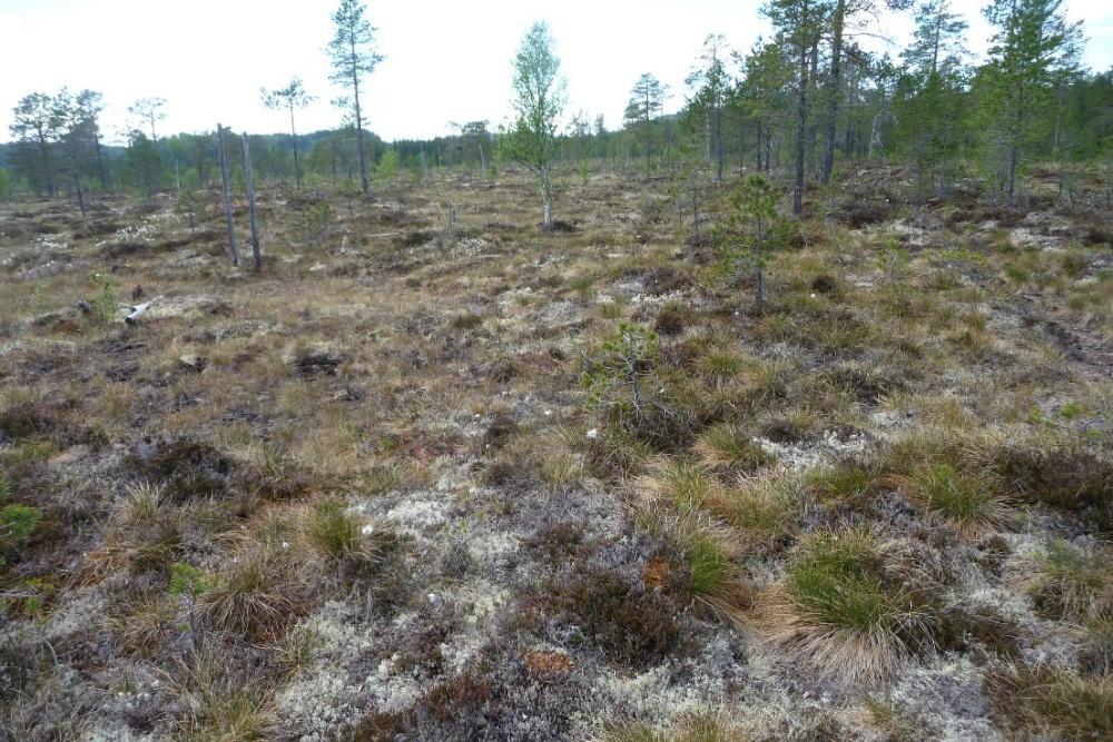 Kombinasjonen av lav, gras og starr gir god beitekvalitet. 6.3 Påkjørselsfrekvens i ulike reinbeitedistrikt Det er stort spenn i antall rein registrert påkjørt og drept av tog pr.