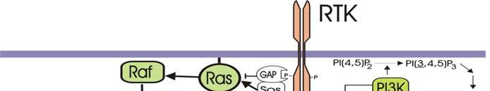 Figur 3 viser en enkel illustrasjon av RTK med noen av de viktigste signalveiene som den aktiverer. Figur 3: En forenklet illustrasjon av RTK med de viktigste effektor-molekyler.