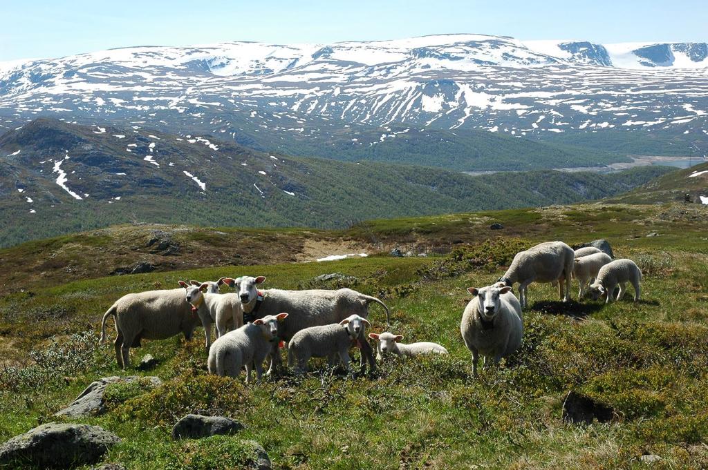 Jordkarbon ved ulik arealbruk i Norge
