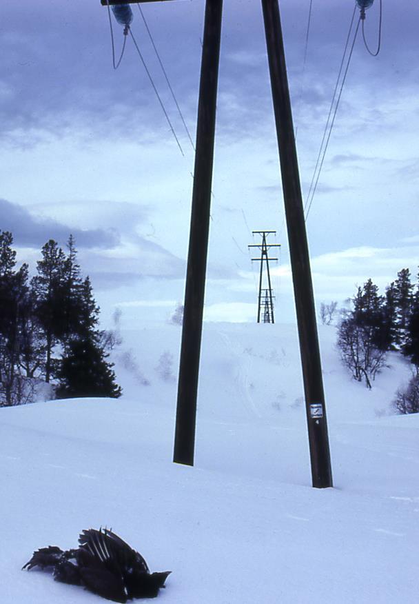 drept 300 kv Regelmessig søk med hunder over 3 år