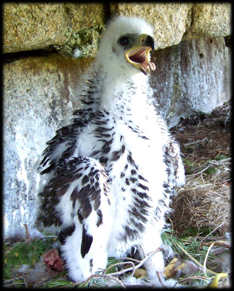 Bird lives matter!!! Takk for oppmerksomheten!