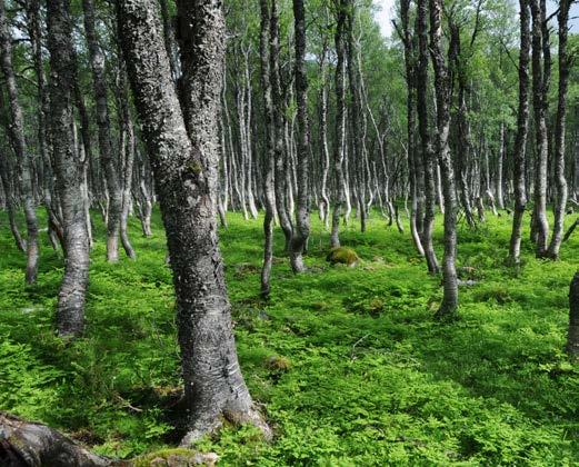 grasheier. Namnet kjem av at vegetasjonen opphavleg har vore ein annan, men at lange tider med vedhogst, slått og beite har fortrengt desse artane.