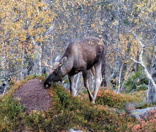 grad ut til å bruke randområda mot sør og vest. Dei kryssar sjeldan barrierar som vegar og område med mange bygningar.