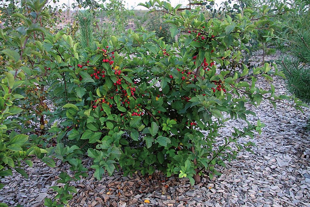 Flere av de stedegne blomsterartene er vertsarter for spesielle insektarter f.eks. dragehode glansbille og lakrismjeltblåvinge.