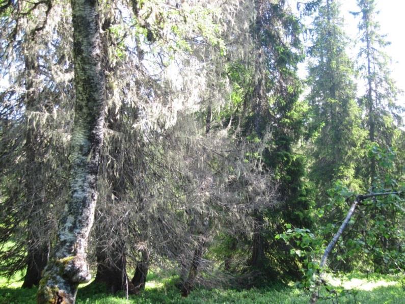 Figur 9. Svært gammel skog i Kvamsfjellet. Figur 10. Bekkedal med kalkberg.