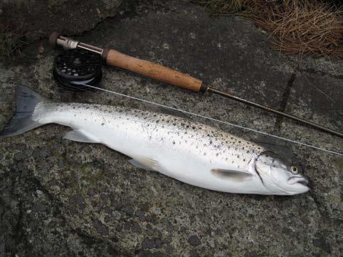 Færder nasjonalpark og sjøørret Sjøørret med i forvaltningsplanen Sjøørret er i dag kanskje den viktigste sportsfisken i Vestfold - Norges beste fiskevann" Biologisk ressurs med rekreasjonsverdi for