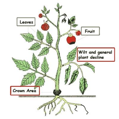 Environmentally friendly development Fotosyntese i et åpent system Air out Air/leaf/root temp.