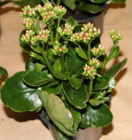 Kalanchoe er i prinsippet en CAM-plante (binder CO2 om