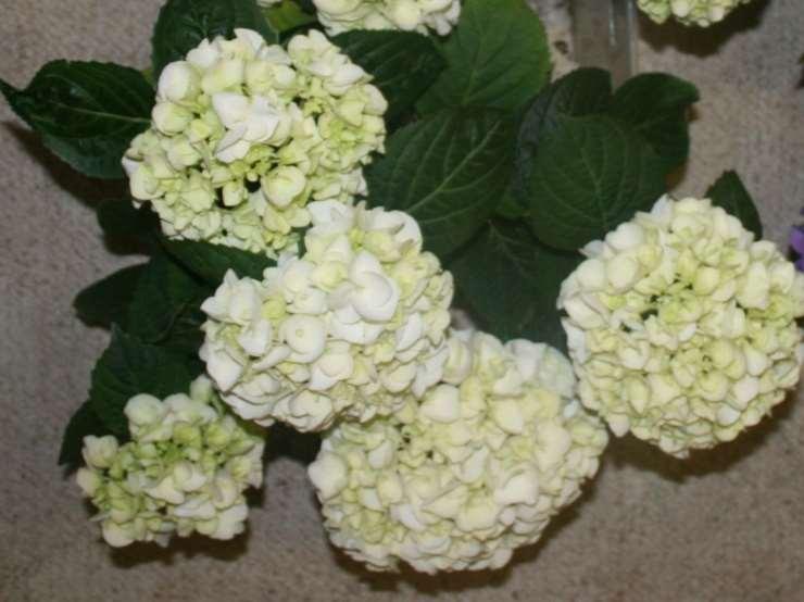 Hortensia